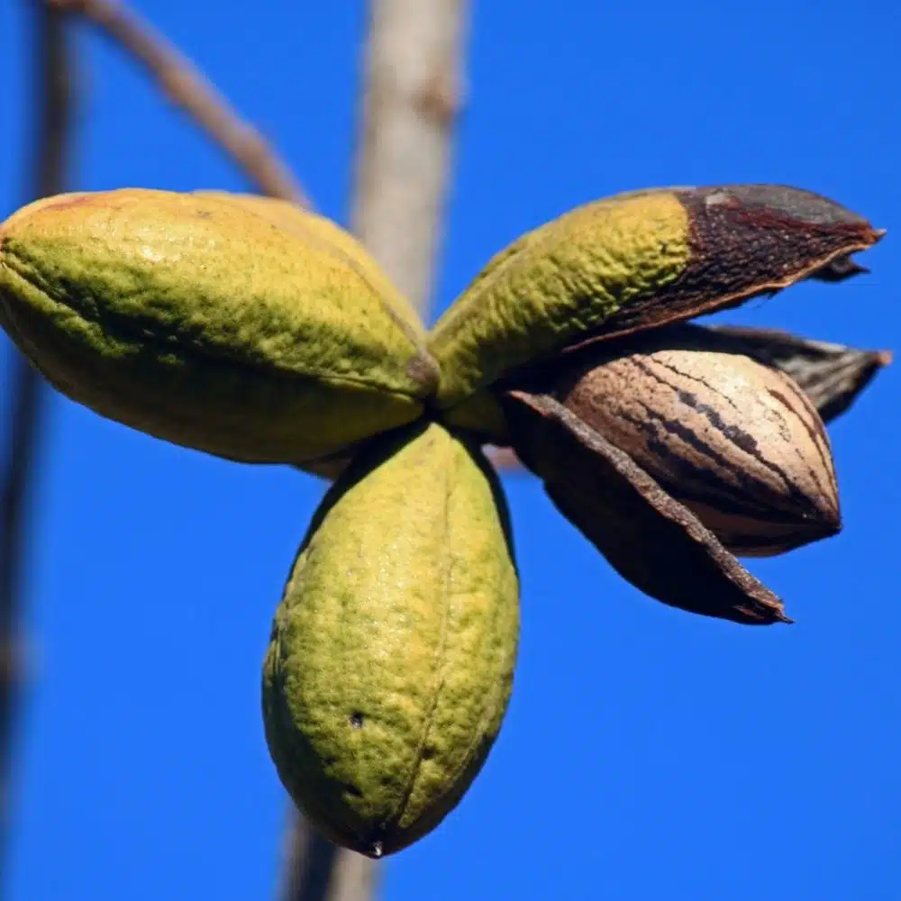 Pecan Seedling e1625098023287 Nut Trees