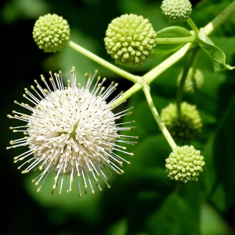 Buttonbush Ornamental Plants
