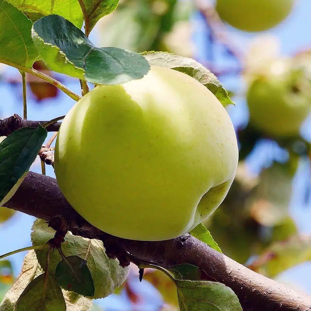 Golden Delicious Apple 1 Fruit Trees