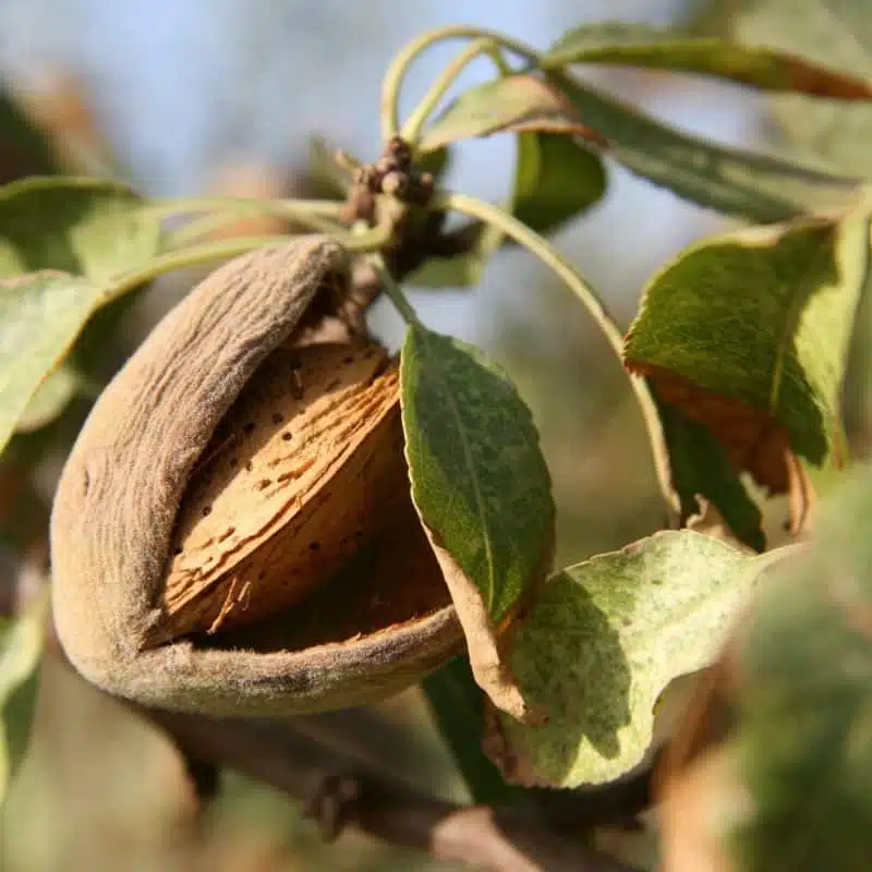 Almond Trees For Sale Bare Root Nut Trees