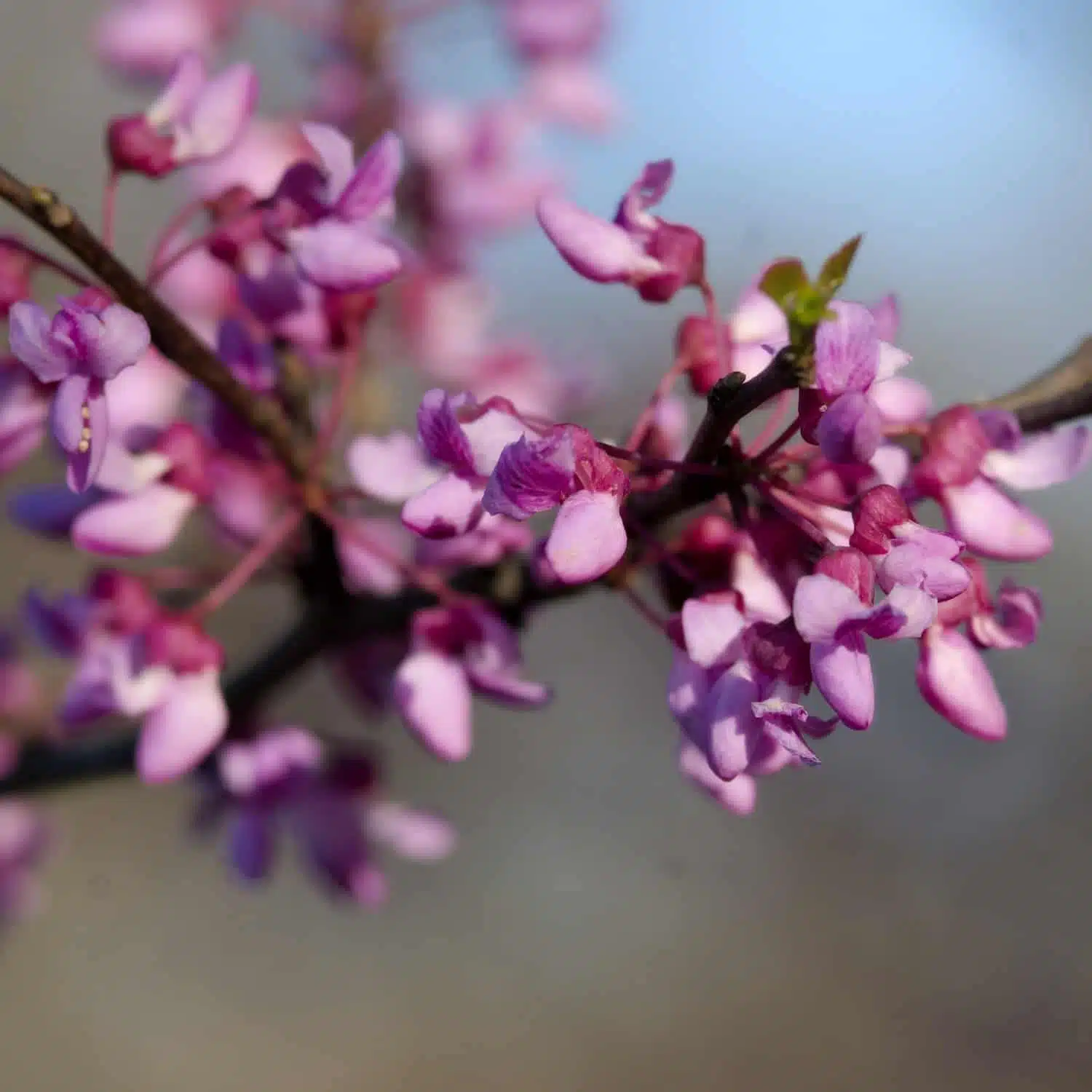 Redbud Native Plants