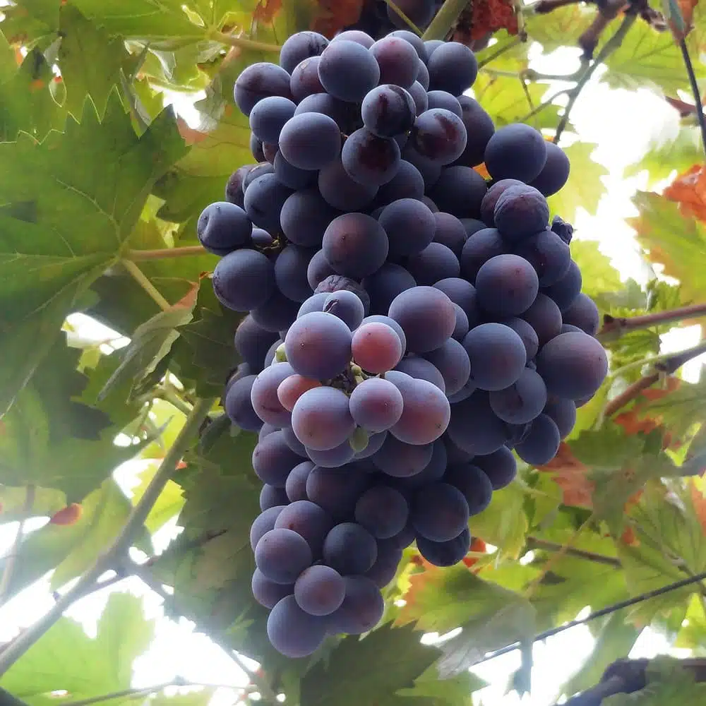 Champanel Grape Fruiting Vines