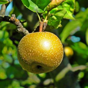 20th Century Asian Pear