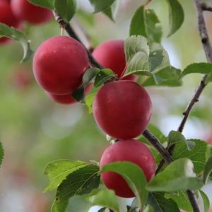 AU Rubrum Plum