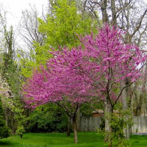 Ace of Hearts Redbud