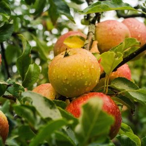Ambrosia Apple