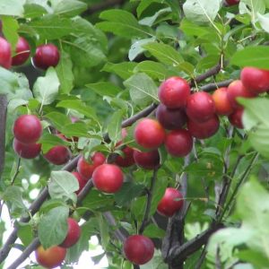 American Plum