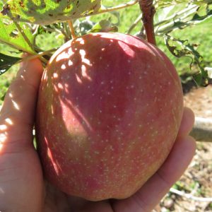 Anna Apple