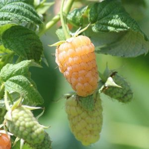 Anne Yellow Raspberry