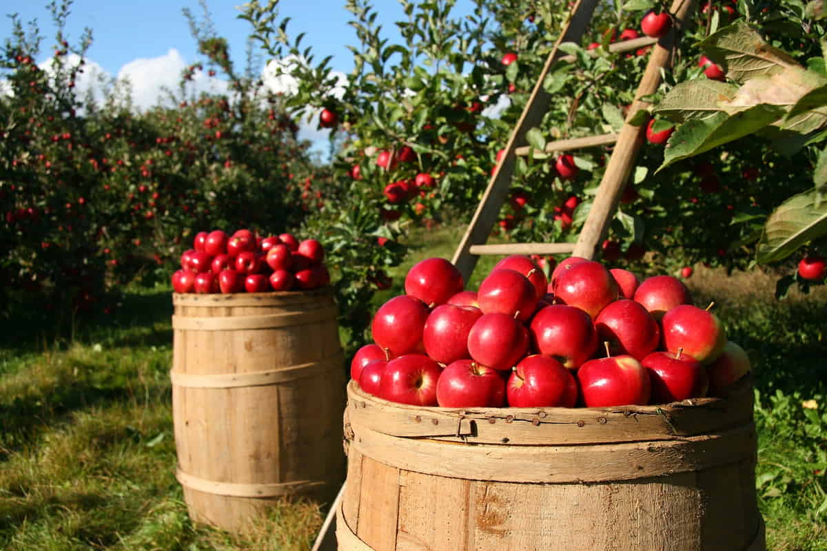 Apple Picking Season - Comprehensive Apple Ripening Chart