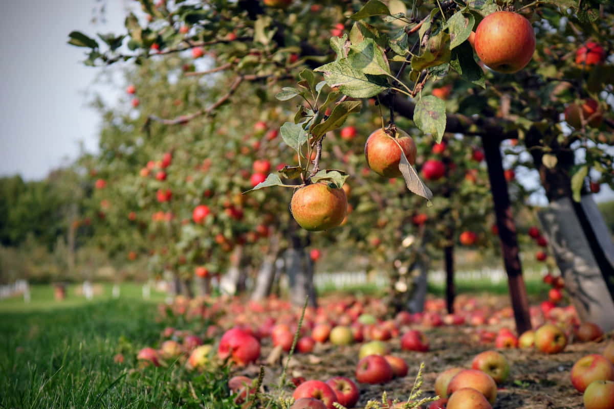 Apples on the ground in an orchard Fallen apples on the ground in an orchard