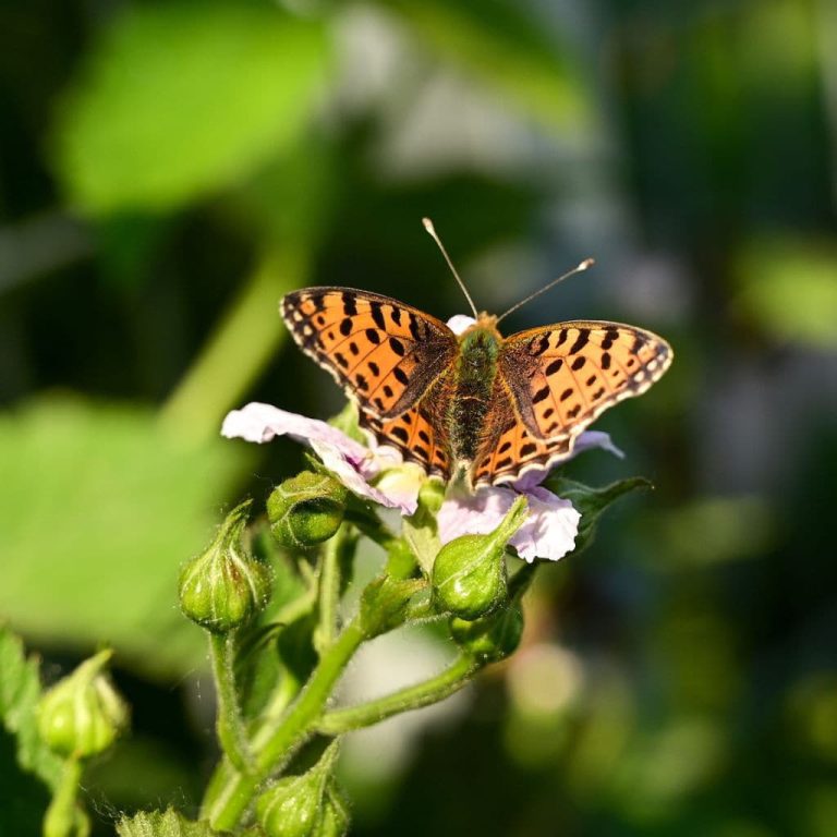 Arapaho-Blackberry-Flower-1.jpg Arapaho Blackberry