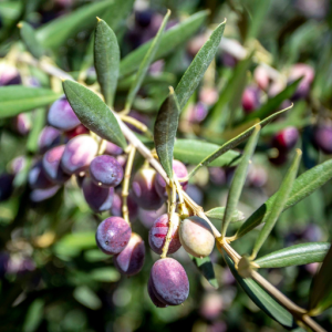 Arbequina olive