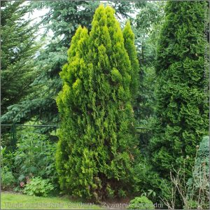 Arborvitae