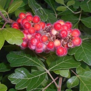 Aromatic Sumac