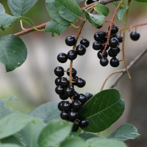 Aronia Berry