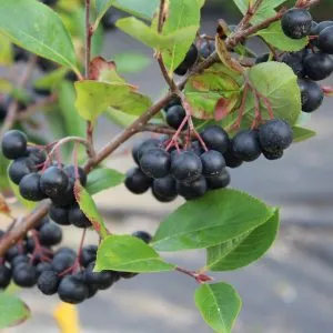 Aronia Berry