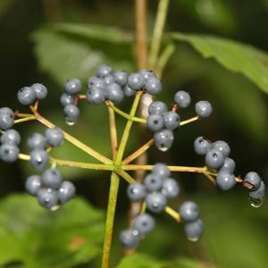 Arrowwood Viburnum