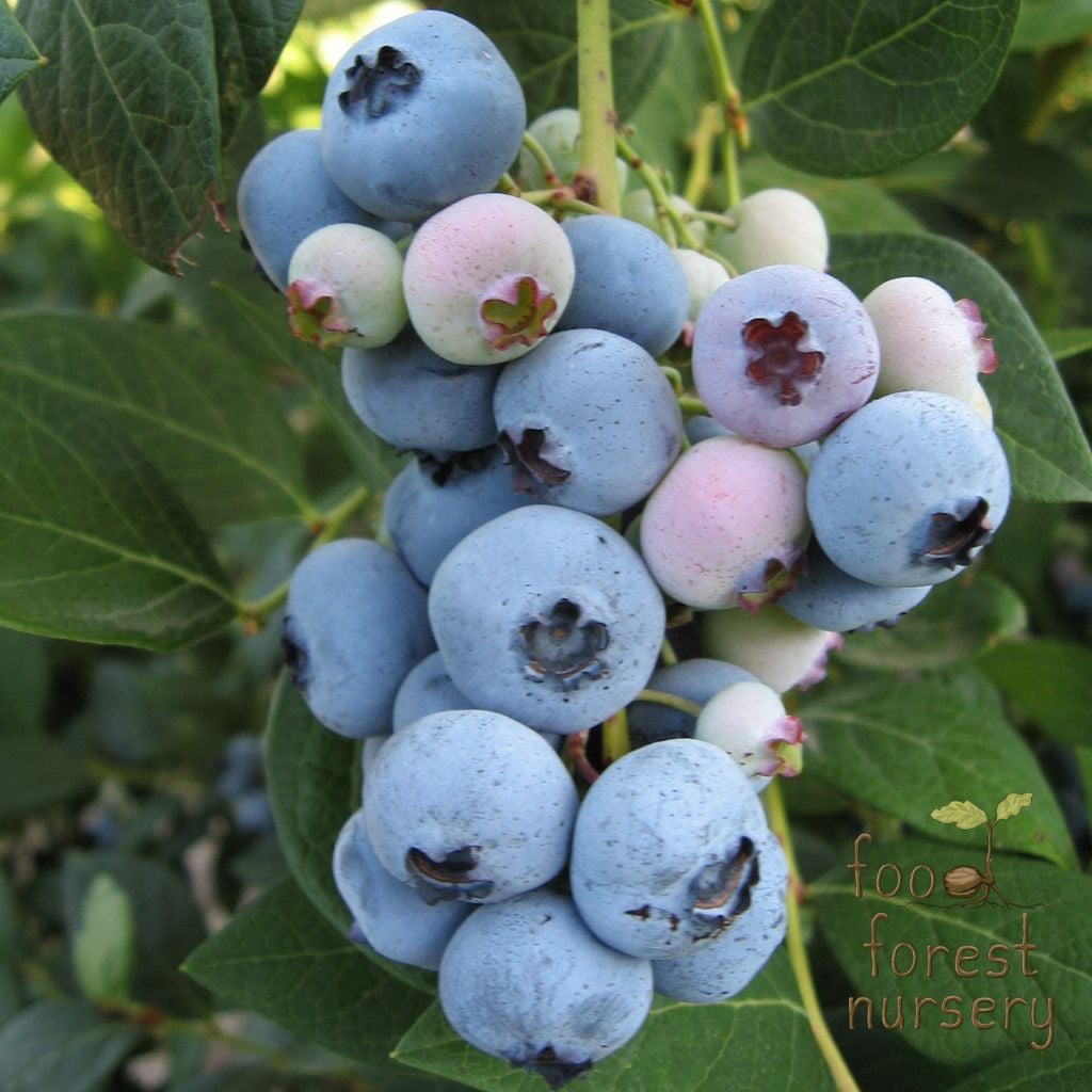 Aurora Blueberry Plant For Sale - 10\, image size:1024x1024