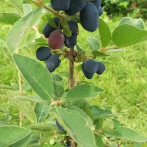 Aurora Honeyberry