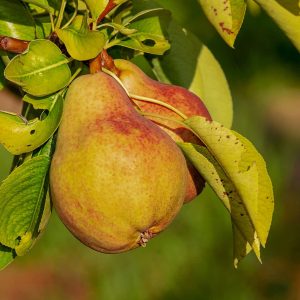 Ayers Pear