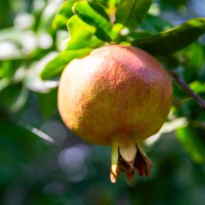 Azadi Pomegranate