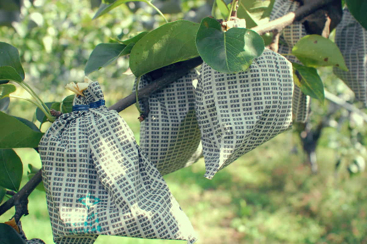 Bagged pears Harvested pears in paper bags