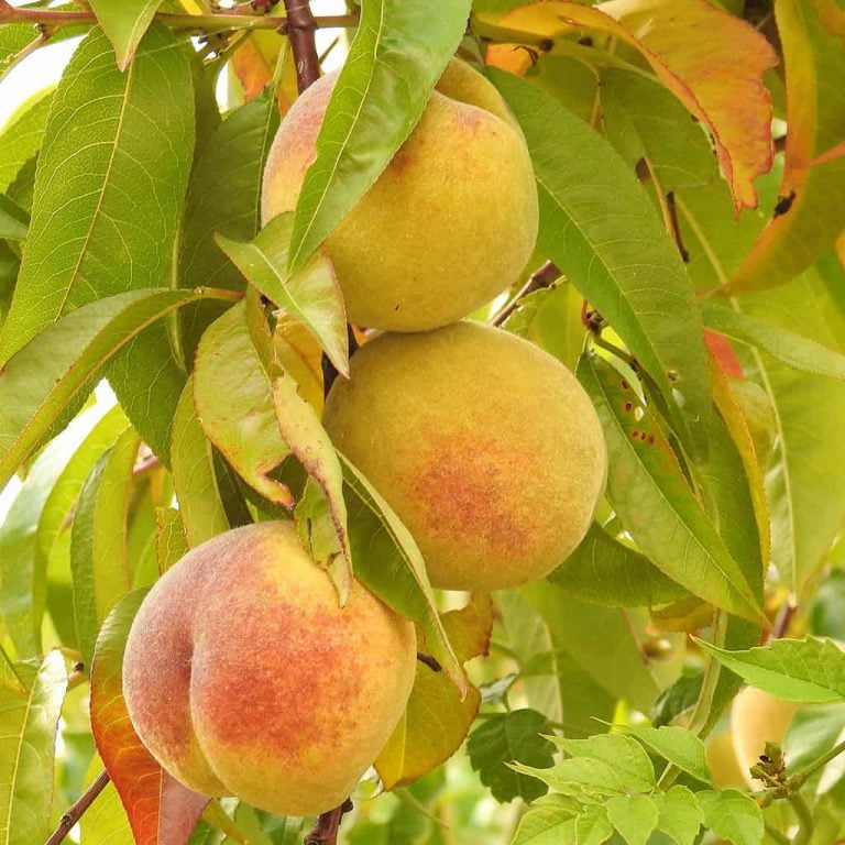 Belle Of Georgia Peach Tree For Sale - 4-5ft Bareroot