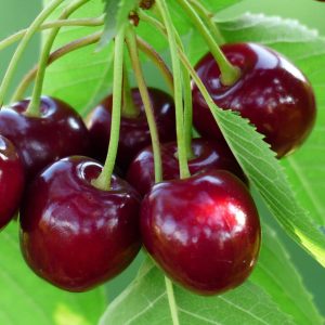 Bing Cherry