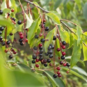Black Cherry