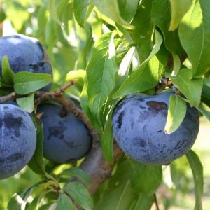 Black Ice Plum