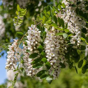 Black Locust