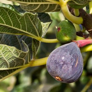 Black Mission Fig