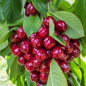 Black Tartarian Cherry