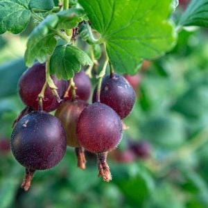 Black Velvet Gooseberry