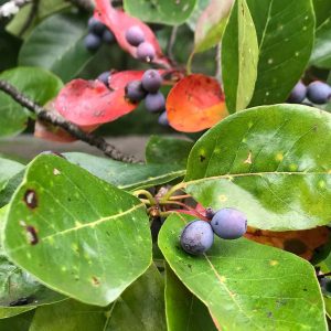Blackgum