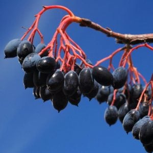 Blackhaw