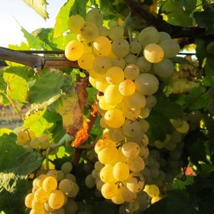 Blanc du Bois Grape