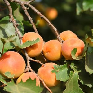Blenheim Apricot
