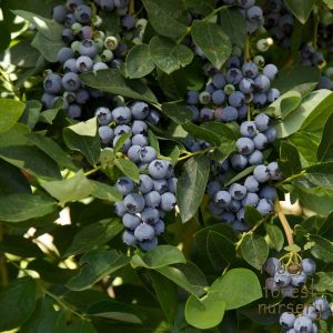 Bluejay Blueberry