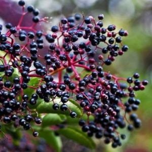 Bob Gordon Elderberry