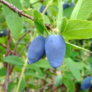 Boreal Beauty Honeyberry