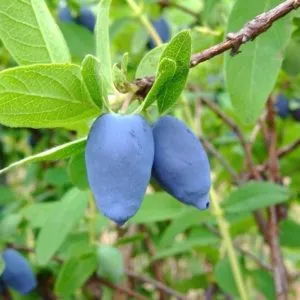 Tundra Honeyberry