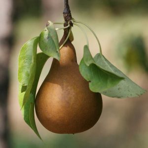 Bosc Pear