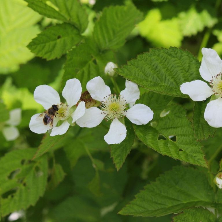 Boysenberry-Flower-1.jpg Boysenberry