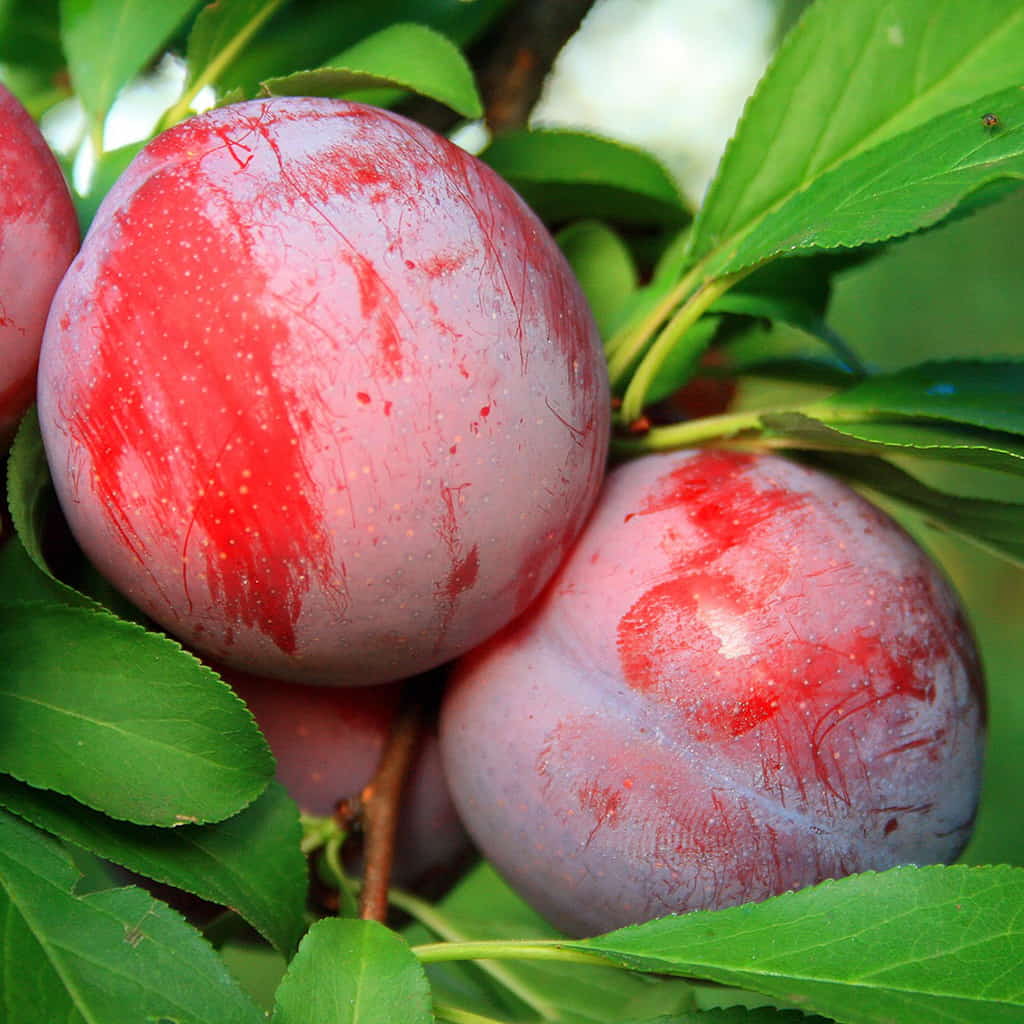 Bruce Plum Tree For Sale - 4-5ft Bareroot Organic Grafted