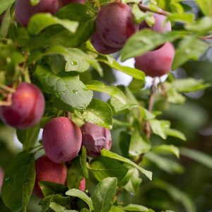 Burbank Plum