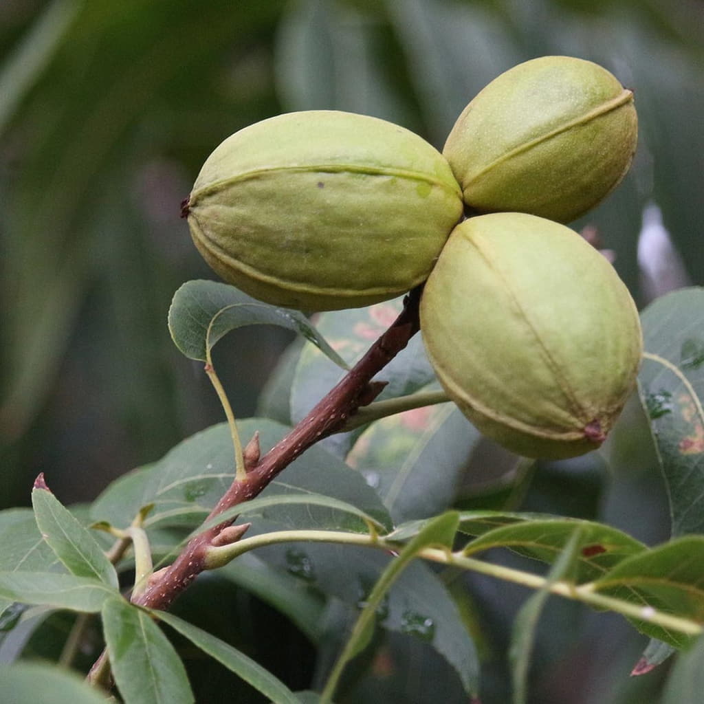 Candy Pecan Tree For Sale 23ft Bareroot Organic Grafted