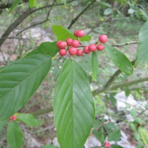 Carolina Buckthorn