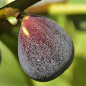 Chicago Hardy Fig